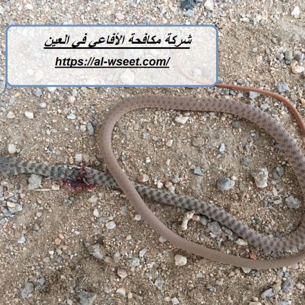 شركة مكافحة الأفاعى في العين