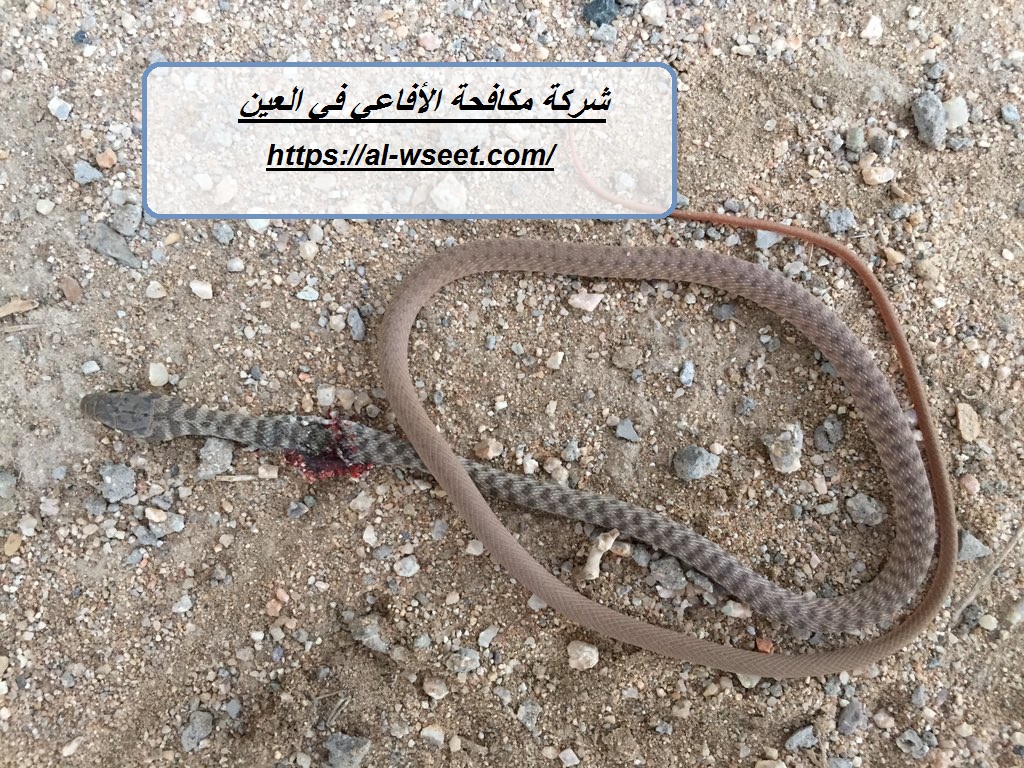 شركة مكافحة الأفاعى في العين