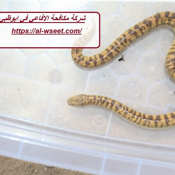 شركة مكافحة الافاعي في ابوظبي