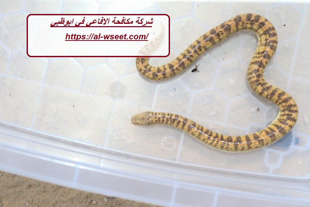 شركة مكافحة الافاعي في ابوظبي