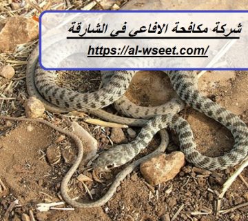 شركة مكافحة الافاعي في الشارقة
