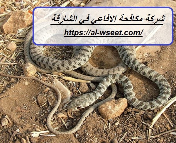 شركة مكافحة الافاعي في الشارقة