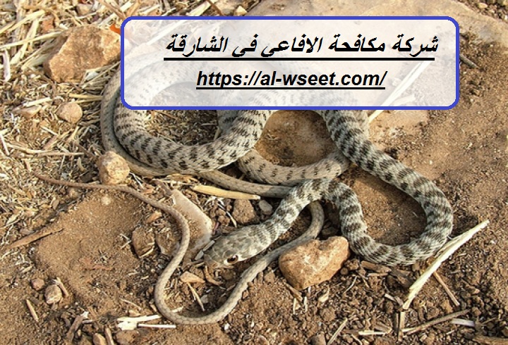 شركة مكافحة الافاعي في الشارقة