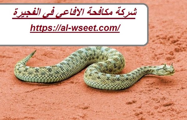 شركة مكافحة الافاعي في الفجيرة