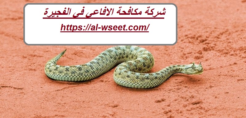 شركة مكافحة الافاعي في الفجيرة