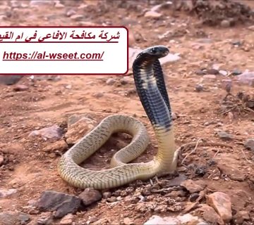 شركة مكافحة الافاعي في ام القيوين
