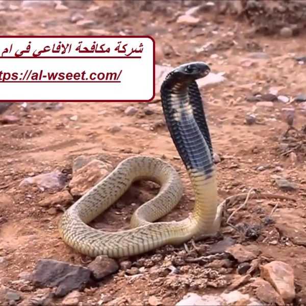 شركة مكافحة الافاعي في ام القيوين