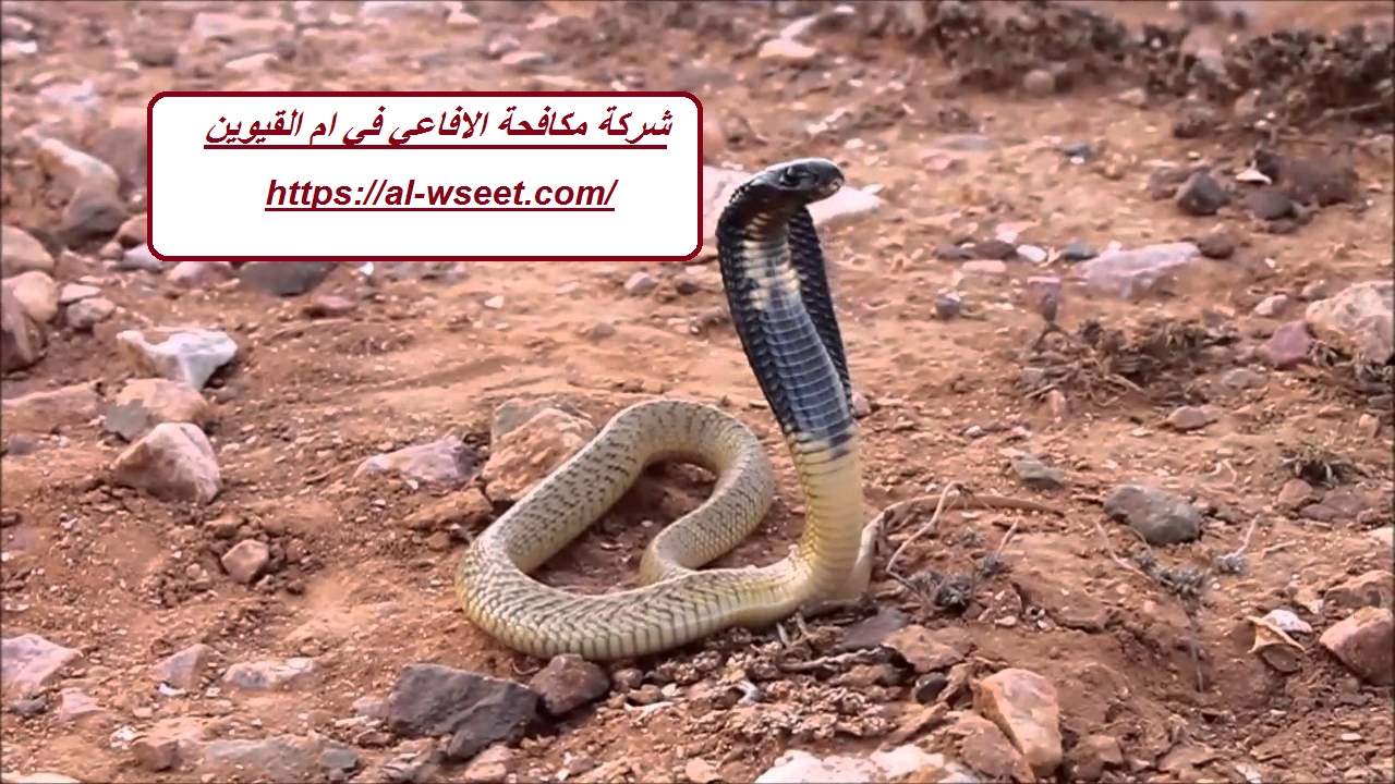 شركة مكافحة الافاعي في ام القيوين