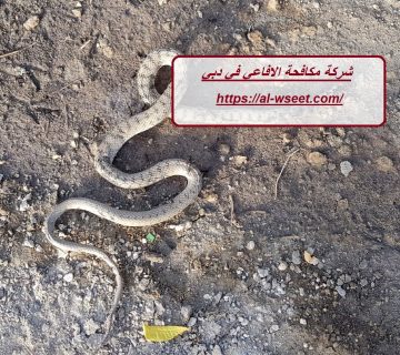 شركة مكافحة الافاعي في دبي