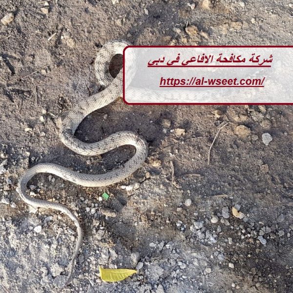 شركة مكافحة الافاعي في دبي