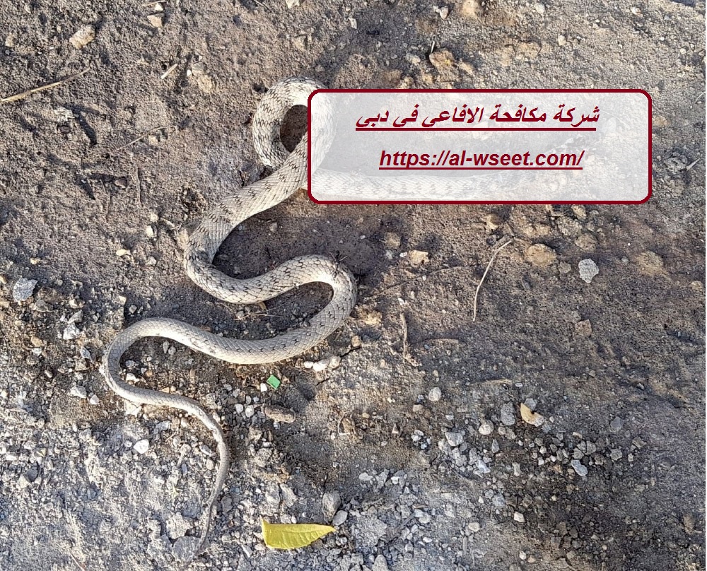 شركة مكافحة الافاعي في دبي