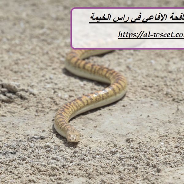 شركة مكافحة الافاعي في راس الخيمة