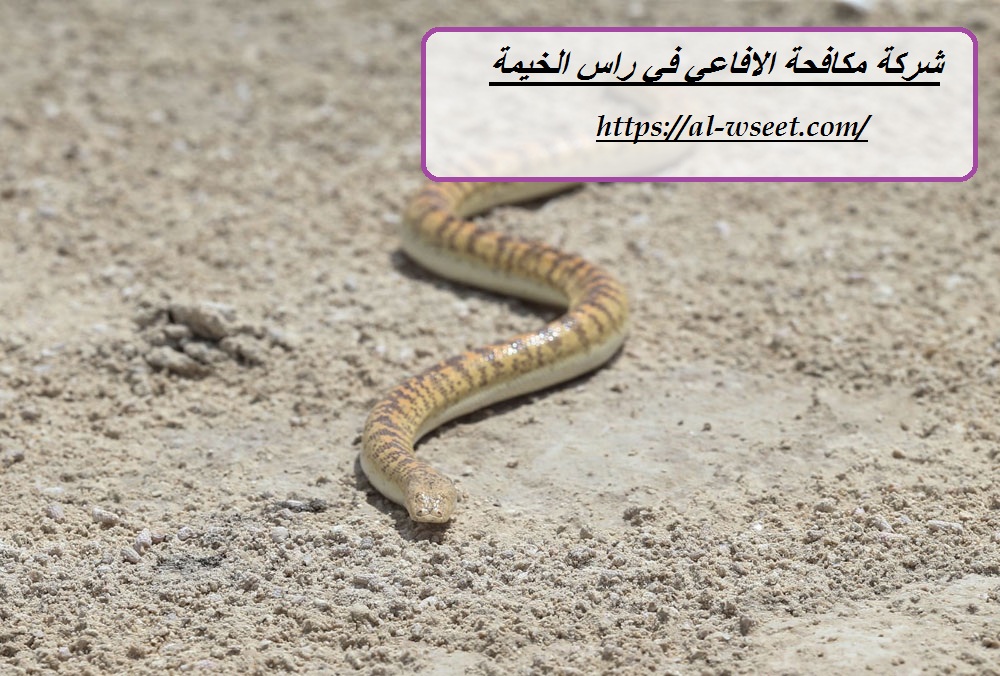 شركة مكافحة الافاعي في راس الخيمة