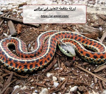 شركة مكافحة الثعابين في ابوظبي