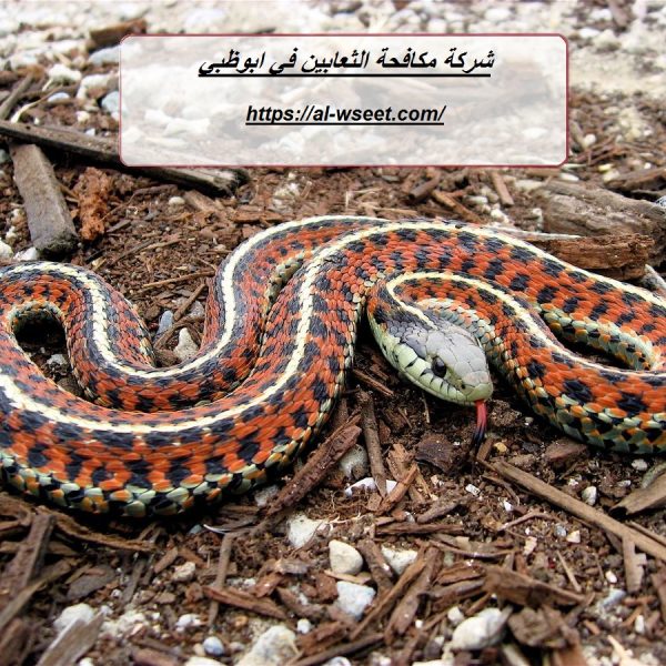 شركة مكافحة الثعابين في ابوظبي