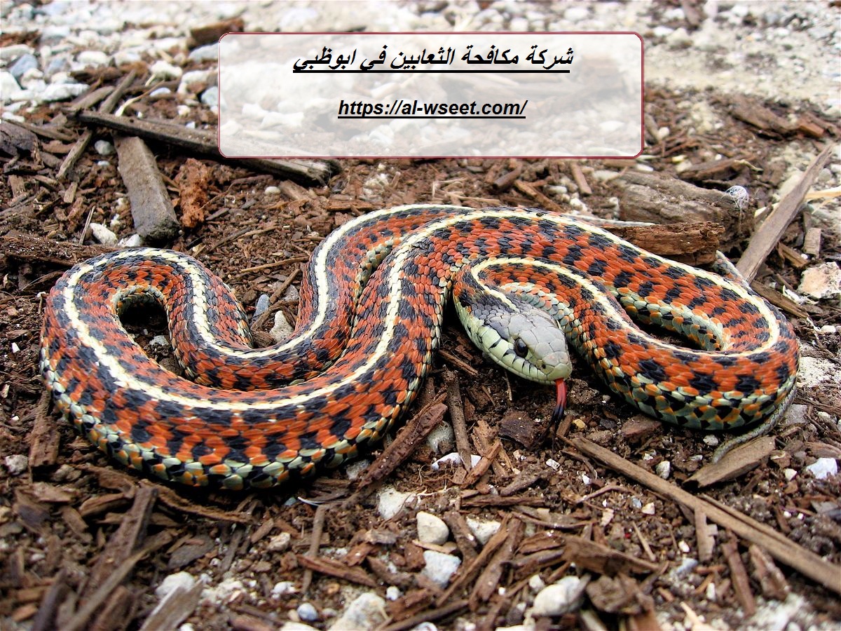 شركة مكافحة الثعابين في ابوظبي