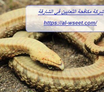 شركة مكافحة الثعابين في الشارقة