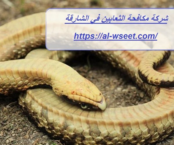 شركة مكافحة الثعابين في الشارقة
