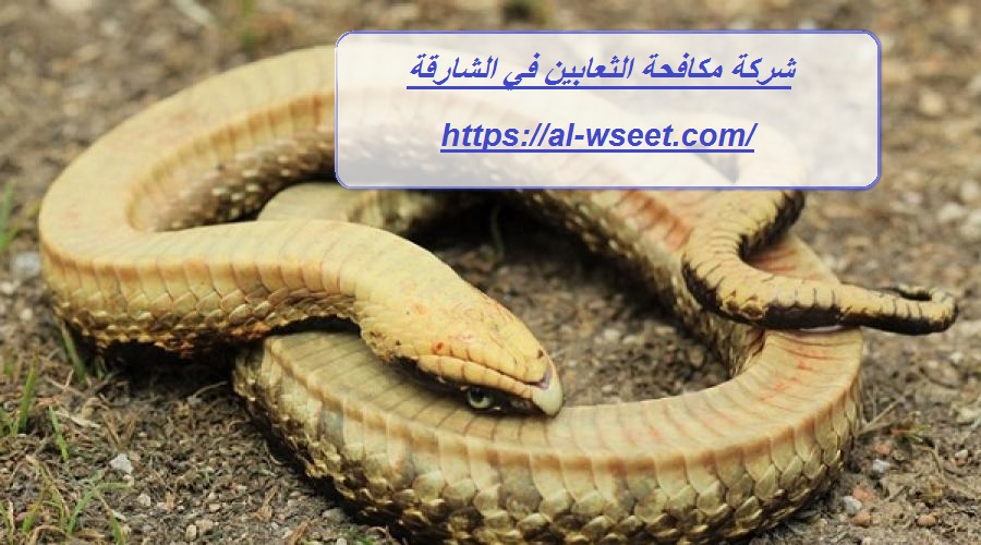 شركة مكافحة الثعابين في الشارقة