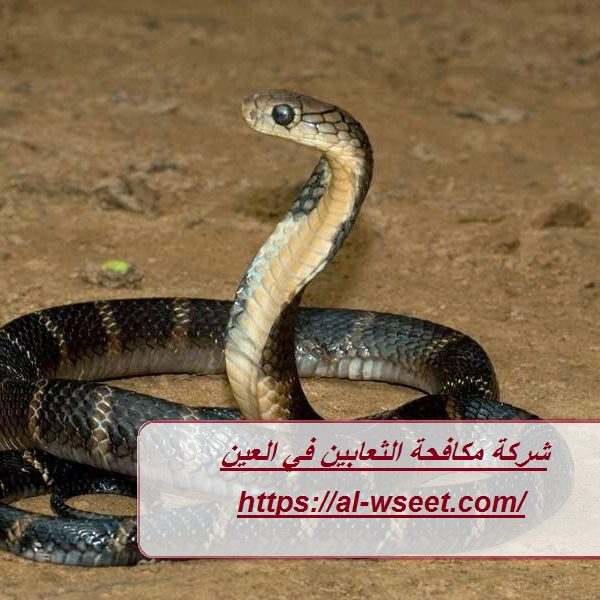 شركة مكافحة الثعابين في العين