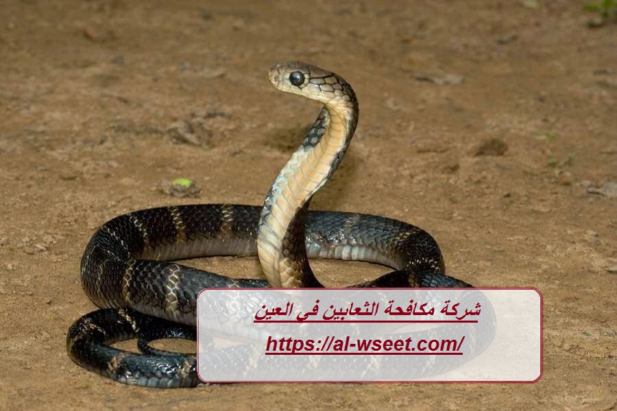 شركة مكافحة الثعابين في العين