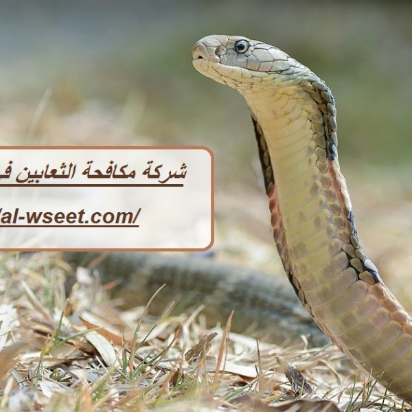 شركة مكافحة الثعابين في الفجيرة