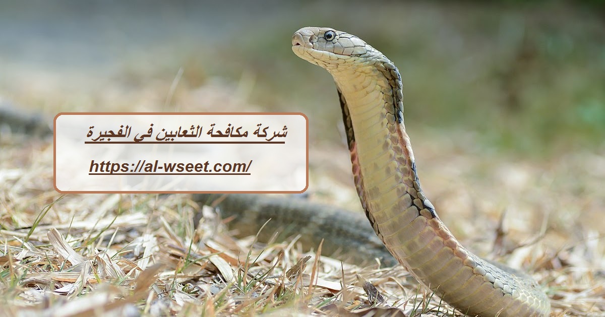 شركة مكافحة الثعابين في الفجيرة