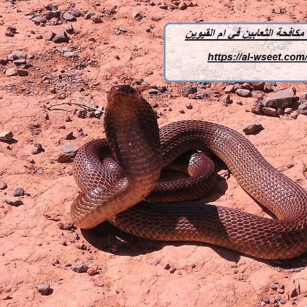 شركة مكافحة الثعابين في ام القيوين