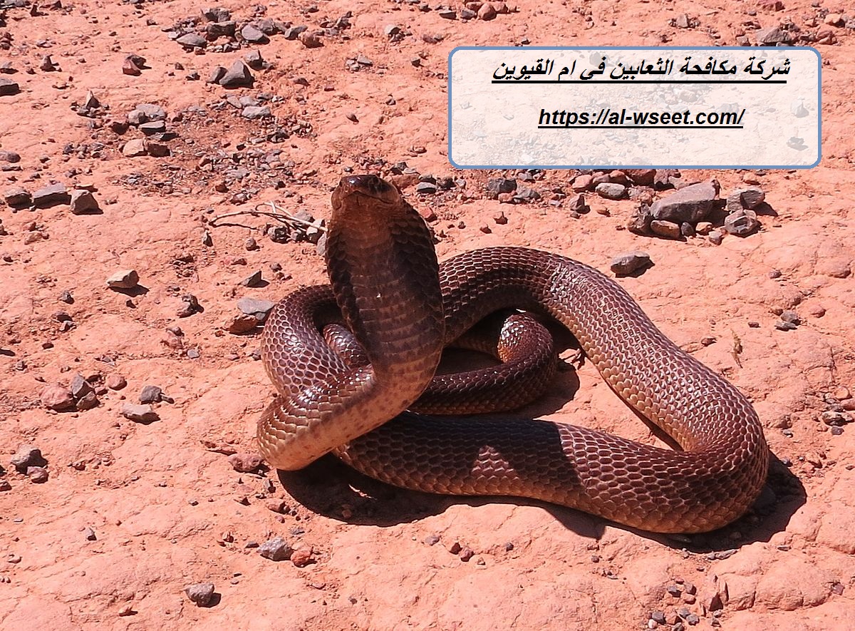 شركة مكافحة الثعابين في ام القيوين