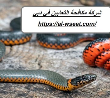 شركة مكافحة الثعابين في دبي