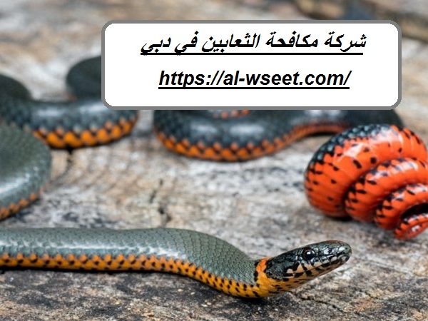 شركة مكافحة الثعابين في دبي