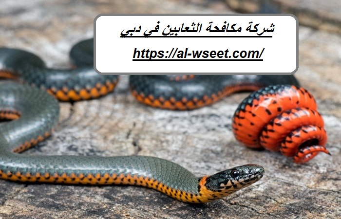 شركة مكافحة الثعابين في دبي