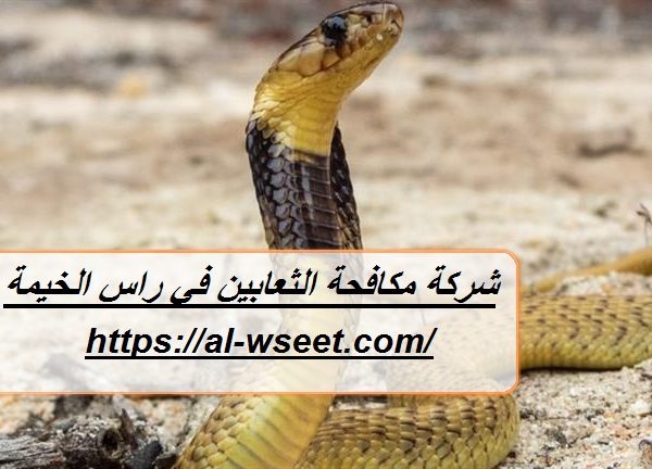 شركة مكافحة الثعابين في راس الخيمة