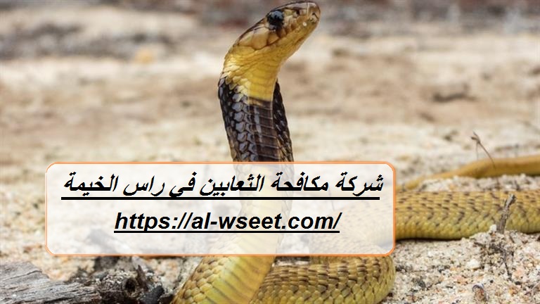 شركة مكافحة الثعابين في راس الخيمة