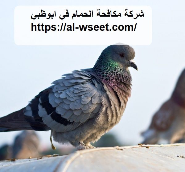 شركة مكافحة الحمام في ابوظبي