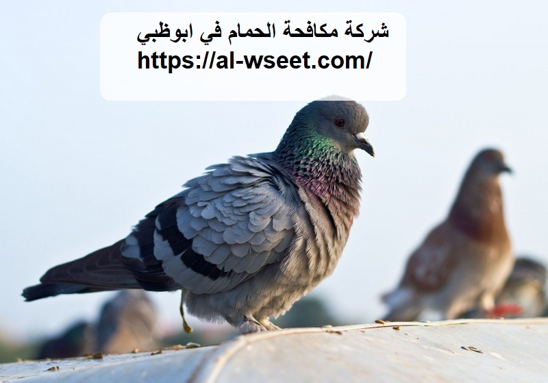 شركة مكافحة الحمام في ابوظبي