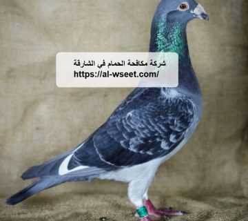 شركة مكافحة الحمام في الشارقة