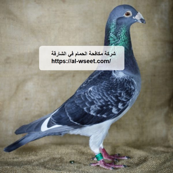 شركة مكافحة الحمام في الشارقة