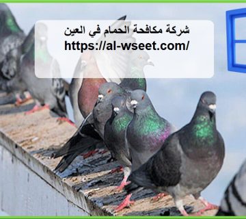 شركة مكافحة الحمام في العين