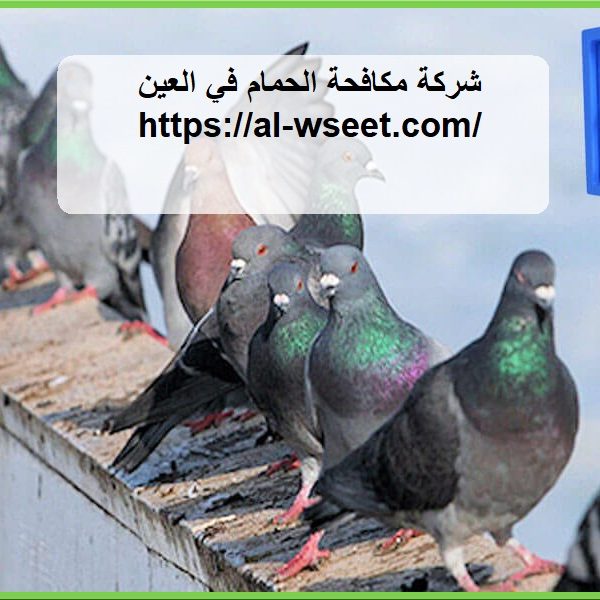 شركة مكافحة الحمام في العين