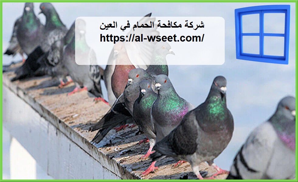 شركة مكافحة الحمام في العين