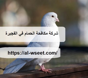 شركة مكافحة الحمام في الفجيرة