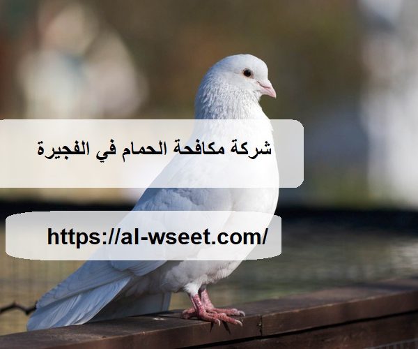 شركة مكافحة الحمام في الفجيرة