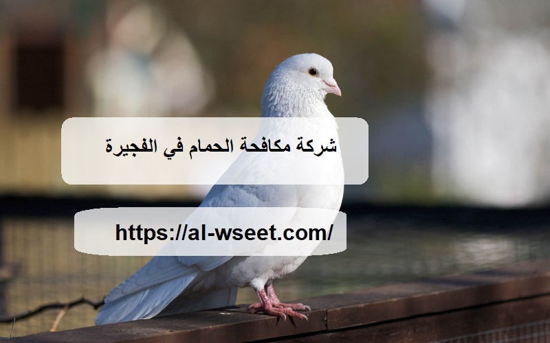 شركة مكافحة الحمام في الفجيرة