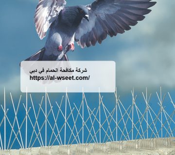 شركة مكافحة الحمام في دبي
