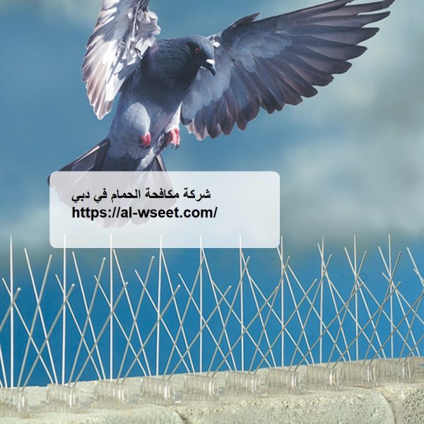 شركة مكافحة الحمام في دبي