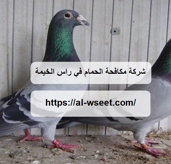 شركة مكافحة الحمام في راس الخيمة