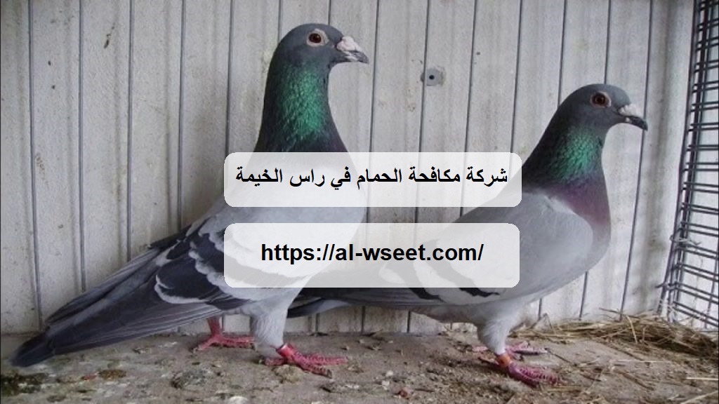 شركة مكافحة الحمام في راس الخيمة