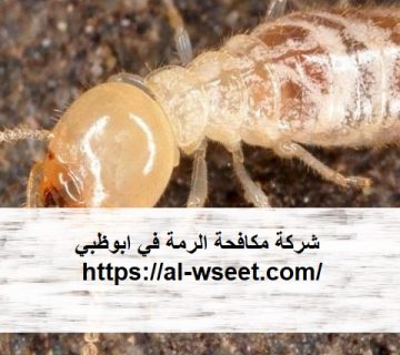 شركة مكافحة الرمة في ابوظبي