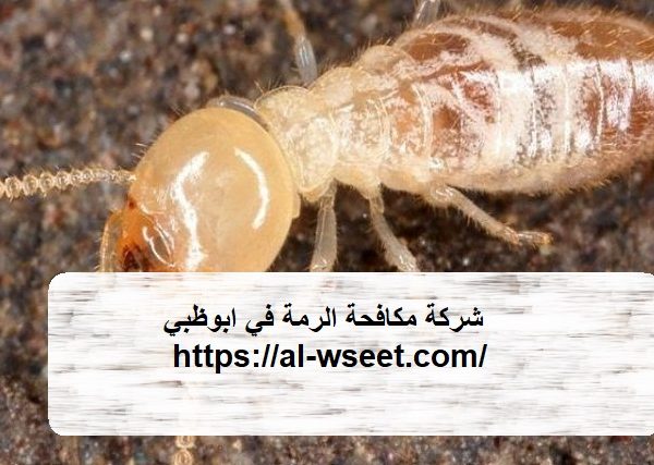 شركة مكافحة الرمة في ابوظبي